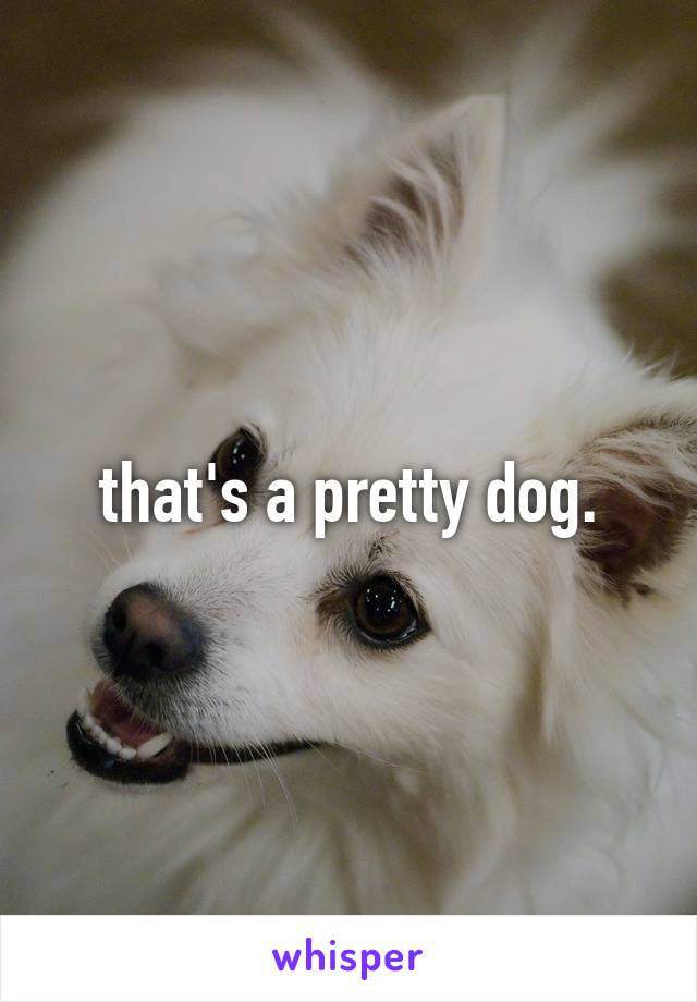 that's a pretty dog.