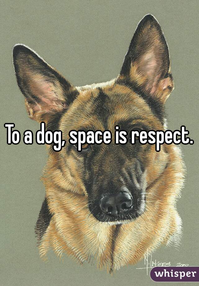 To a dog, space is respect.