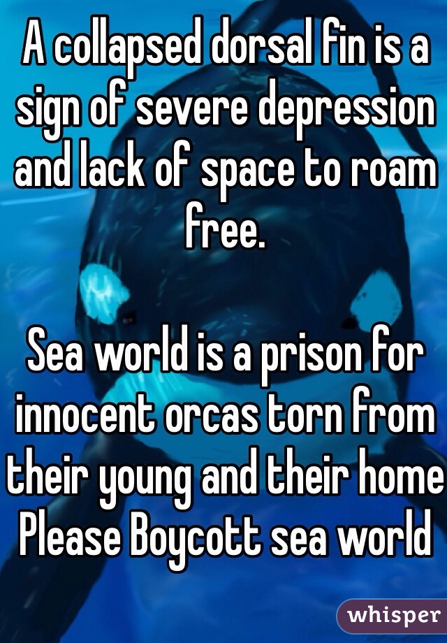 A collapsed dorsal fin is a sign of severe depression and lack of space to roam free. 

Sea world is a prison for innocent orcas torn from their young and their home
Please Boycott sea world 