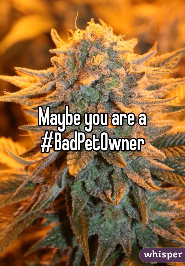 Maybe you are a #BadPetOwner