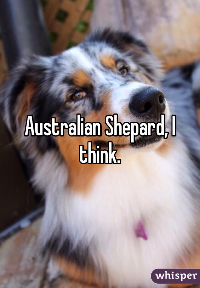 Australian Shepard, I think. 