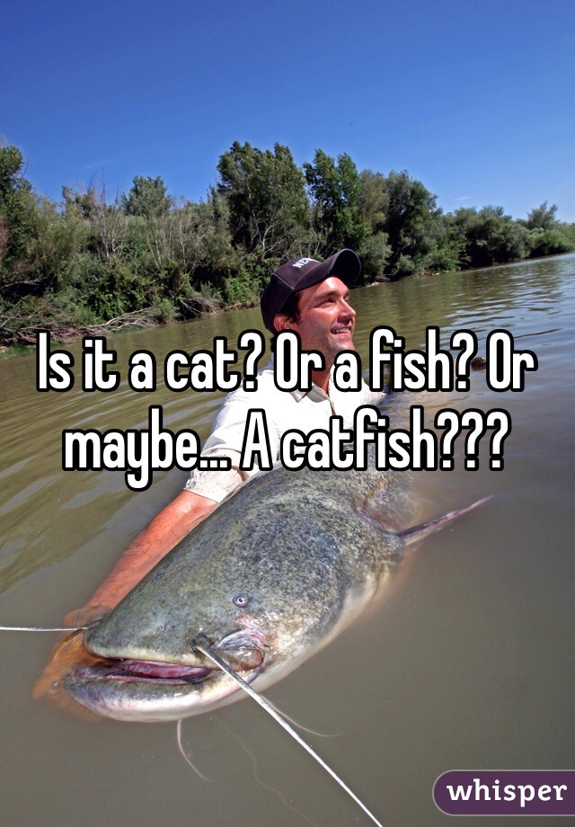Is it a cat? Or a fish? Or maybe... A catfish???