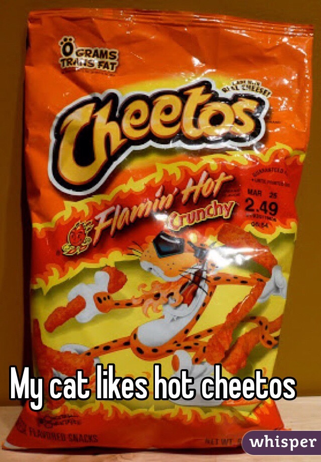 My cat likes hot cheetos