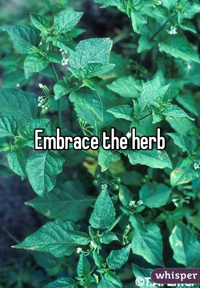 Embrace the herb 