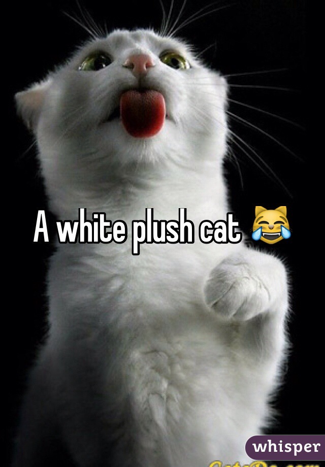 A white plush cat 😹
