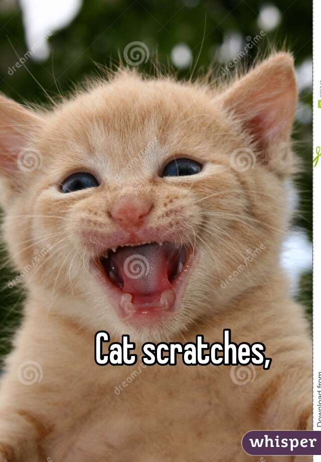 Cat scratches, 