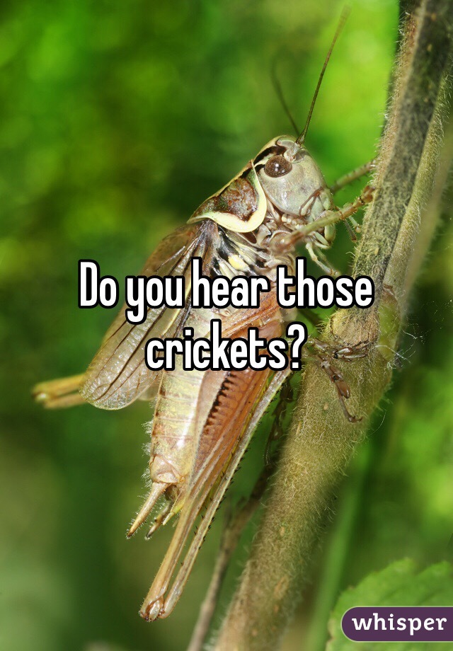 Do you hear those crickets?