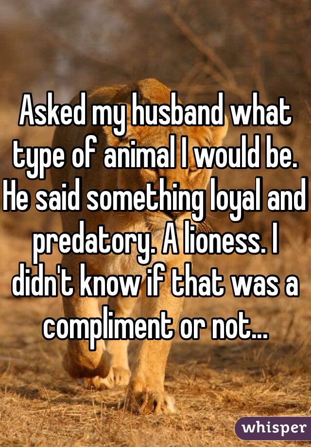 Asked my husband what type of animal I would be. He said something loyal and predatory. A lioness. I didn't know if that was a compliment or not...