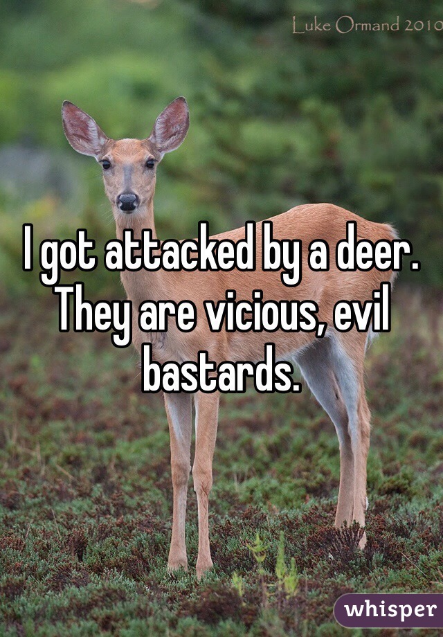 I got attacked by a deer. They are vicious, evil bastards. 