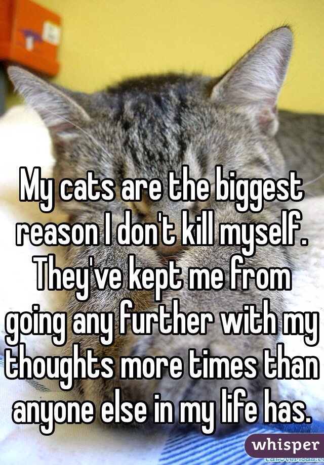 My cats are the biggest reason I don't kill myself. They've kept me from going any further with my thoughts more times than anyone else in my life has. 