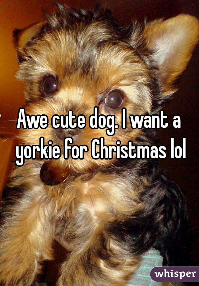 Awe cute dog. I want a yorkie for Christmas lol