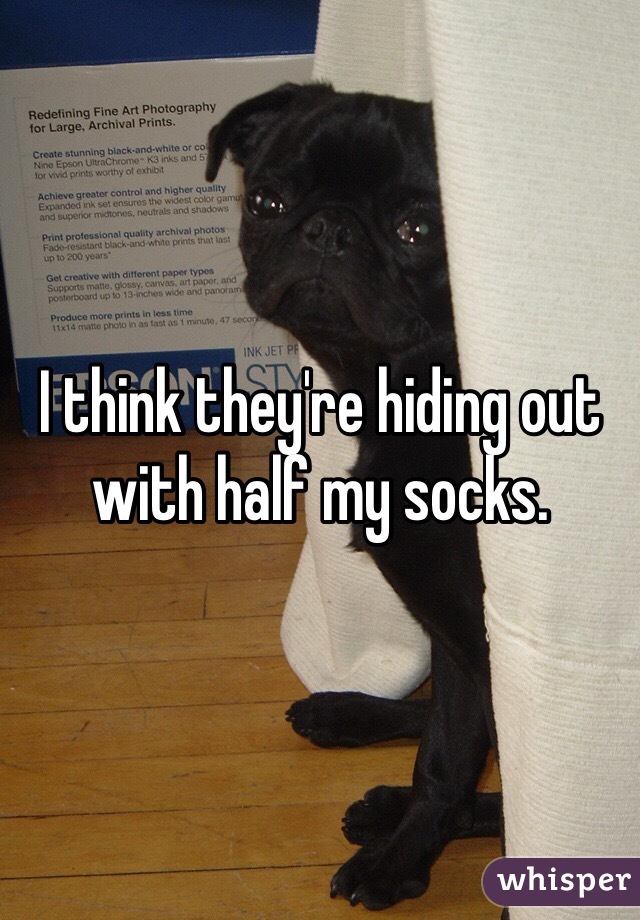I think they're hiding out with half my socks. 