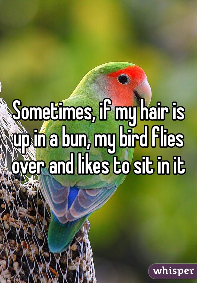 Sometimes, if my hair is up in a bun, my bird flies over and likes to sit in it