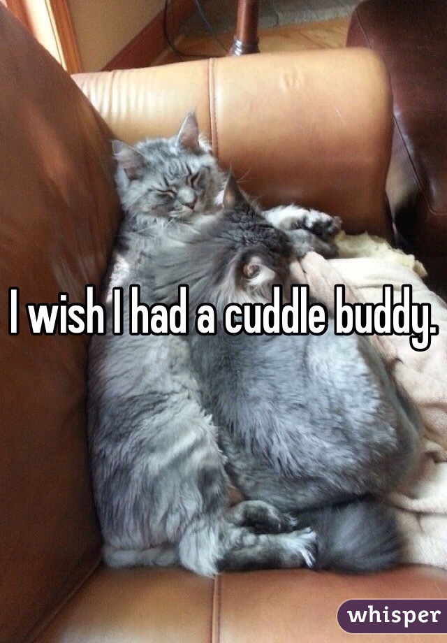 I wish I had a cuddle buddy.