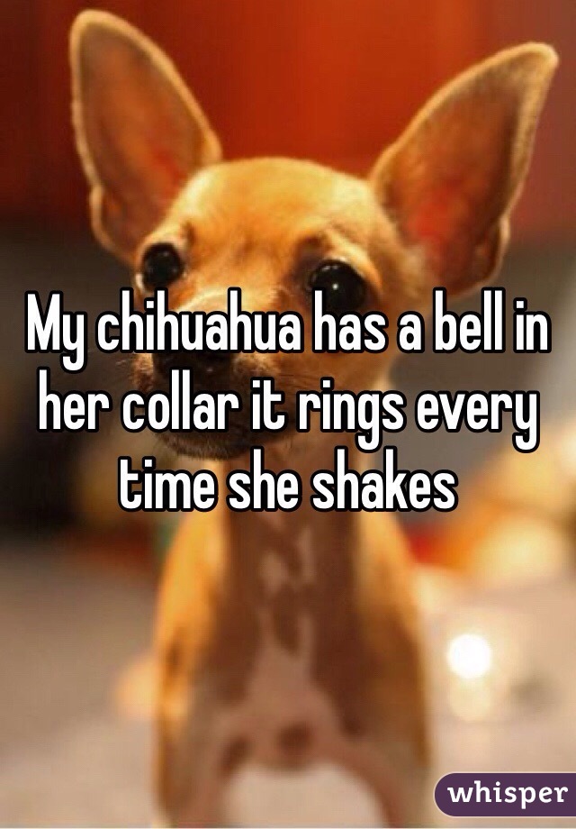 My chihuahua has a bell in her collar it rings every time she shakes 