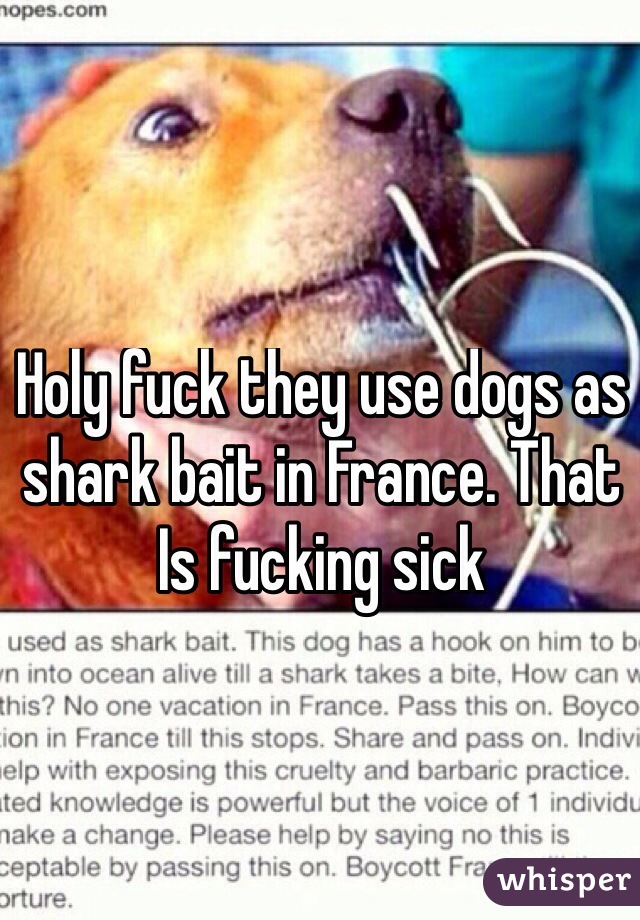 Holy fuck they use dogs as shark bait in France. That Is fucking sick
