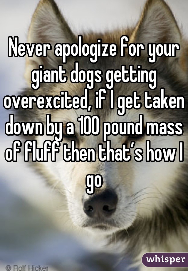 Never apologize for your giant dogs getting overexcited, if I get taken down by a 100 pound mass of fluff then that’s how I go