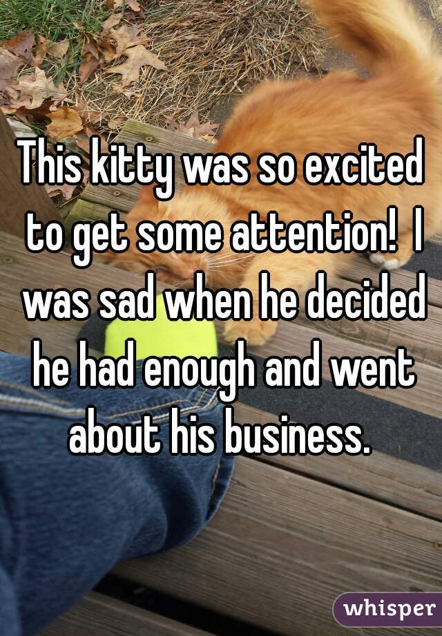 This kitty was so excited to get some attention!  I was sad when he decided he had enough and went about his business. 