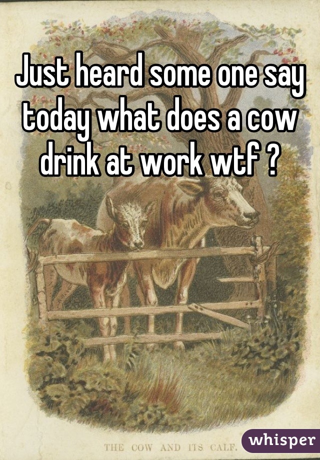 Just heard some one say today what does a cow drink at work wtf ?