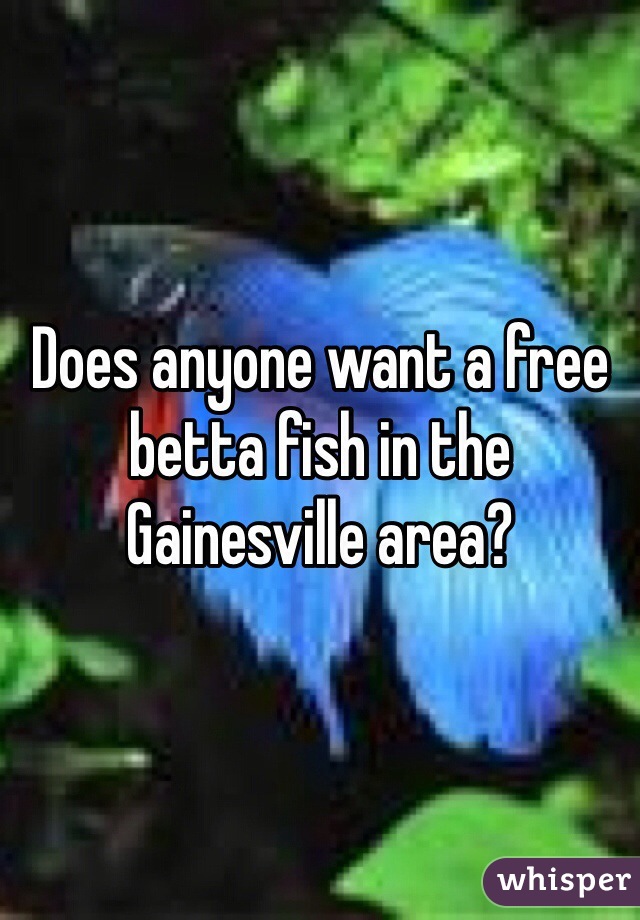 Does anyone want a free betta fish in the Gainesville area?