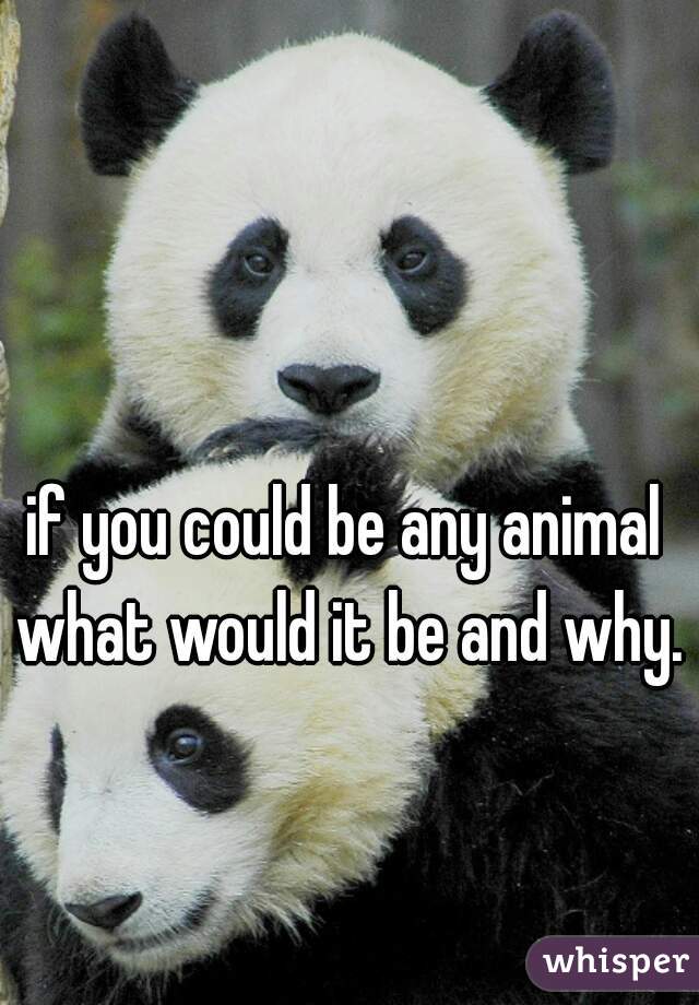 if you could be any animal what would it be and why.