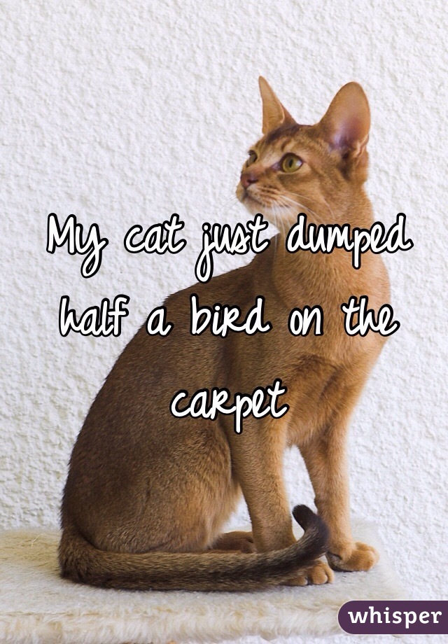 My cat just dumped half a bird on the carpet