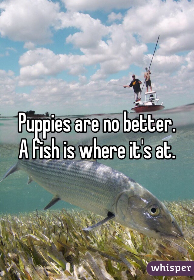 Puppies are no better. 
A fish is where it's at. 