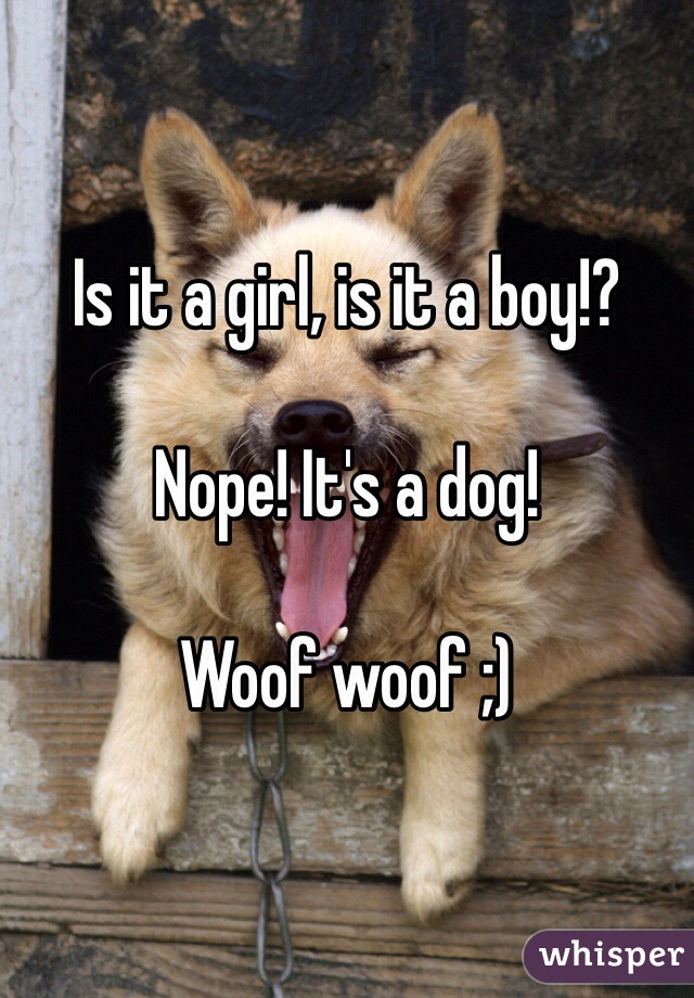Is it a girl, is it a boy!?

Nope! It's a dog! 

Woof woof ;) 