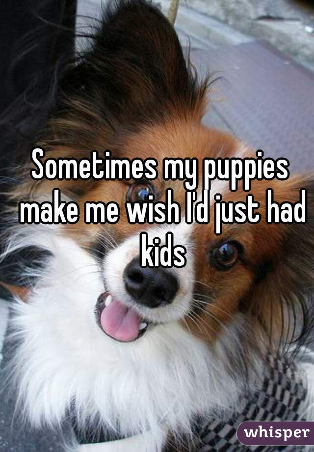 Sometimes my puppies make me wish I'd just had kids