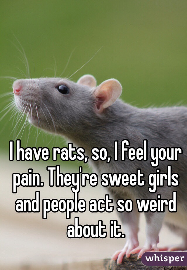 I have rats, so, I feel your pain. They're sweet girls and people act so weird about it.