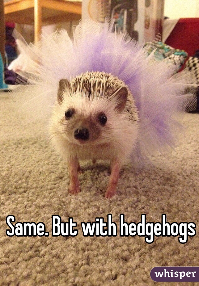 Same. But with hedgehogs