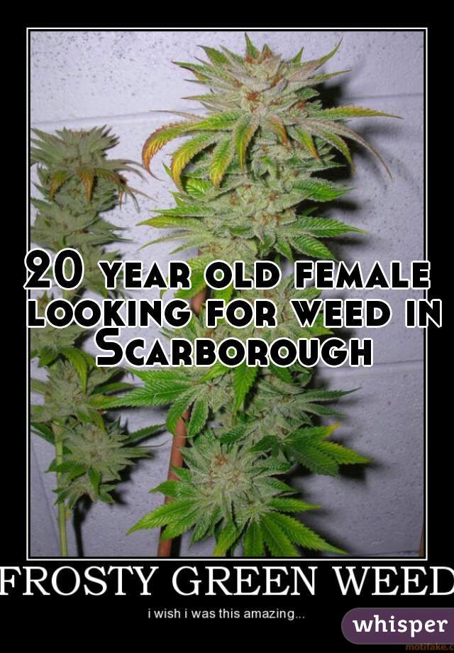 20 year old female looking for weed in Scarborough