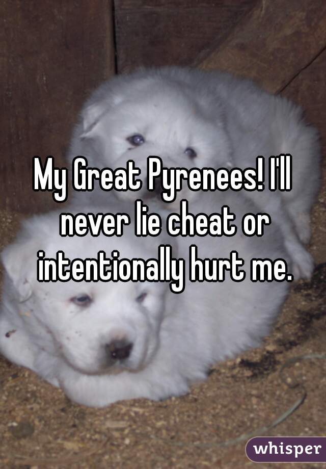 My Great Pyrenees! I'll never lie cheat or intentionally hurt me.