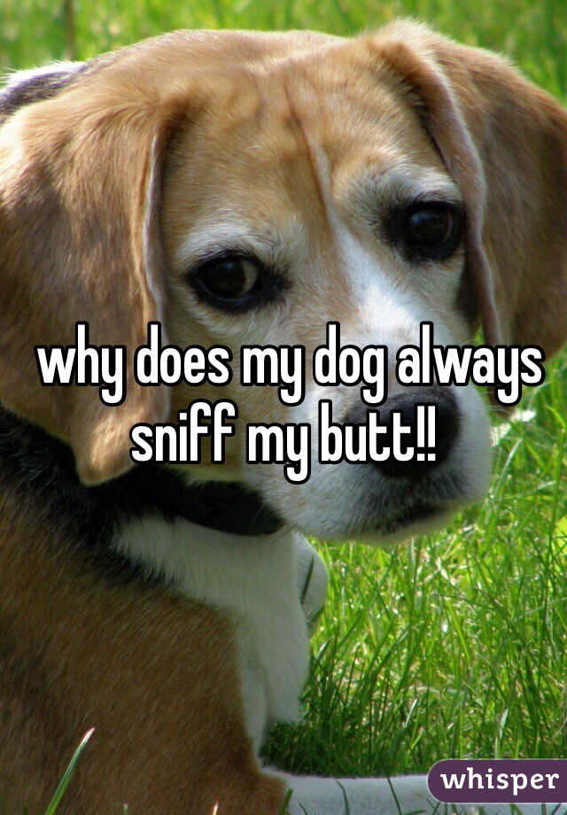  why does my dog always sniff my butt!!