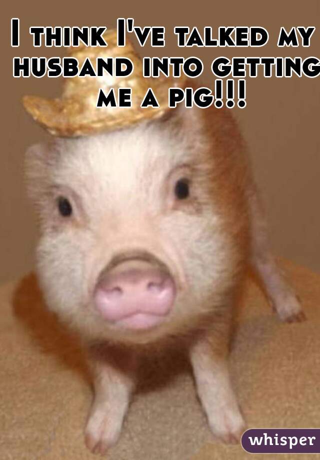 I think I've talked my husband into getting  me a pig!!!