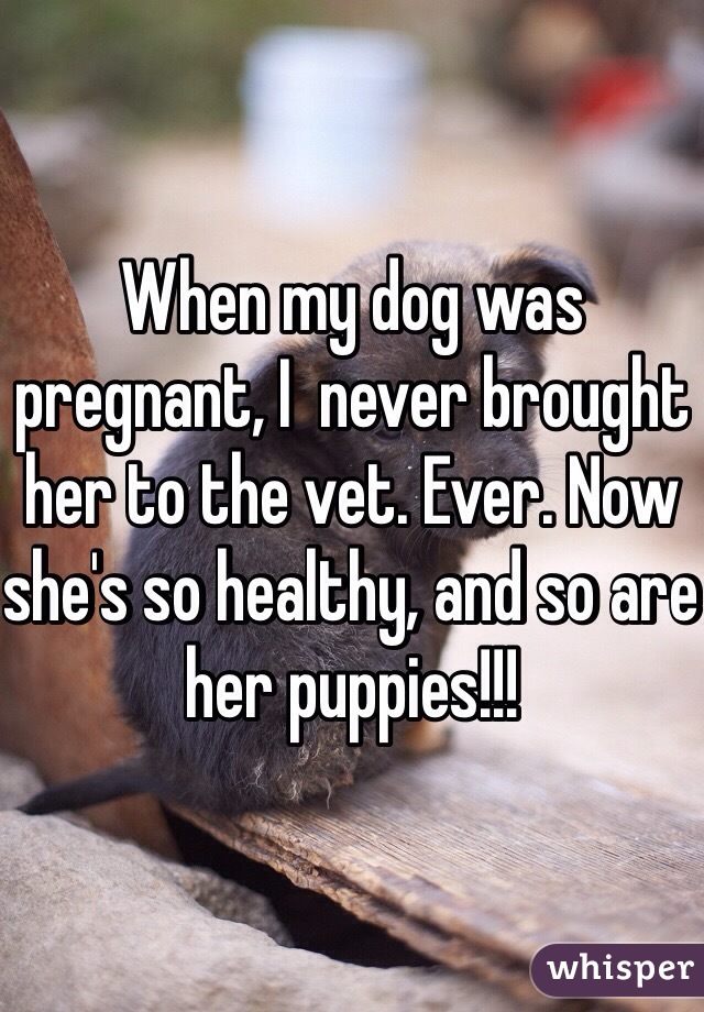 When my dog was pregnant, I  never brought her to the vet. Ever. Now she's so healthy, and so are her puppies!!! 