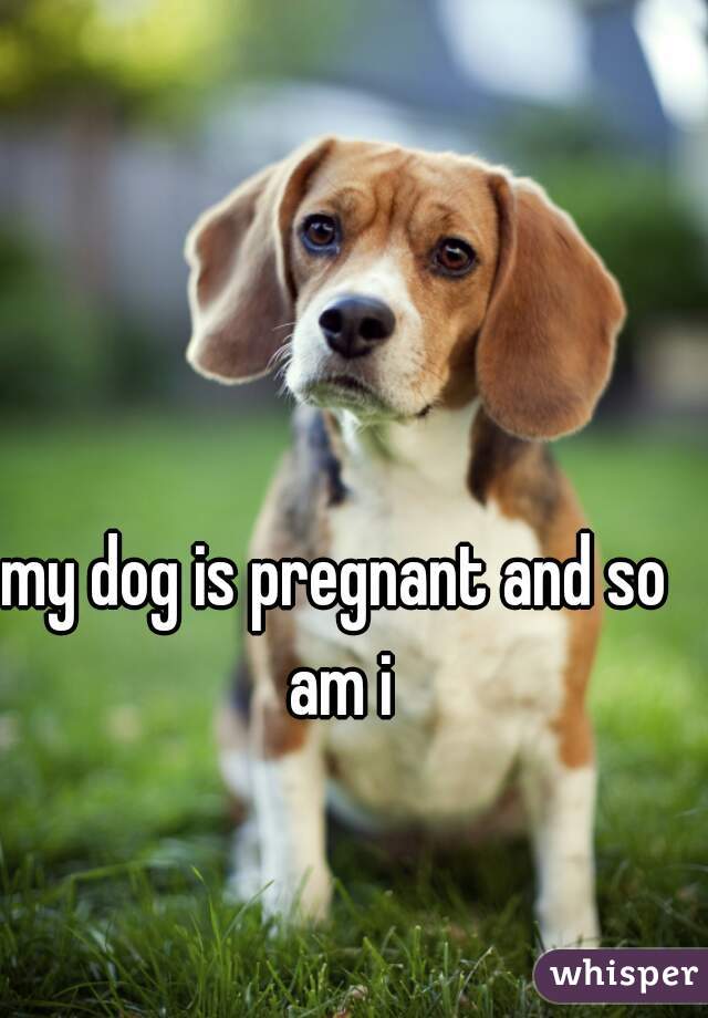 my dog is pregnant and so am i