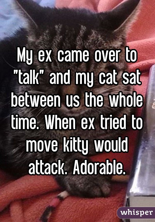 My ex came over to "talk" and my cat sat between us the whole time. When ex tried to move kitty would attack. Adorable.