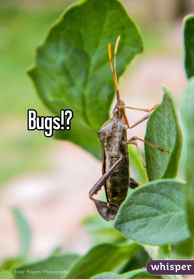 Bugs!?