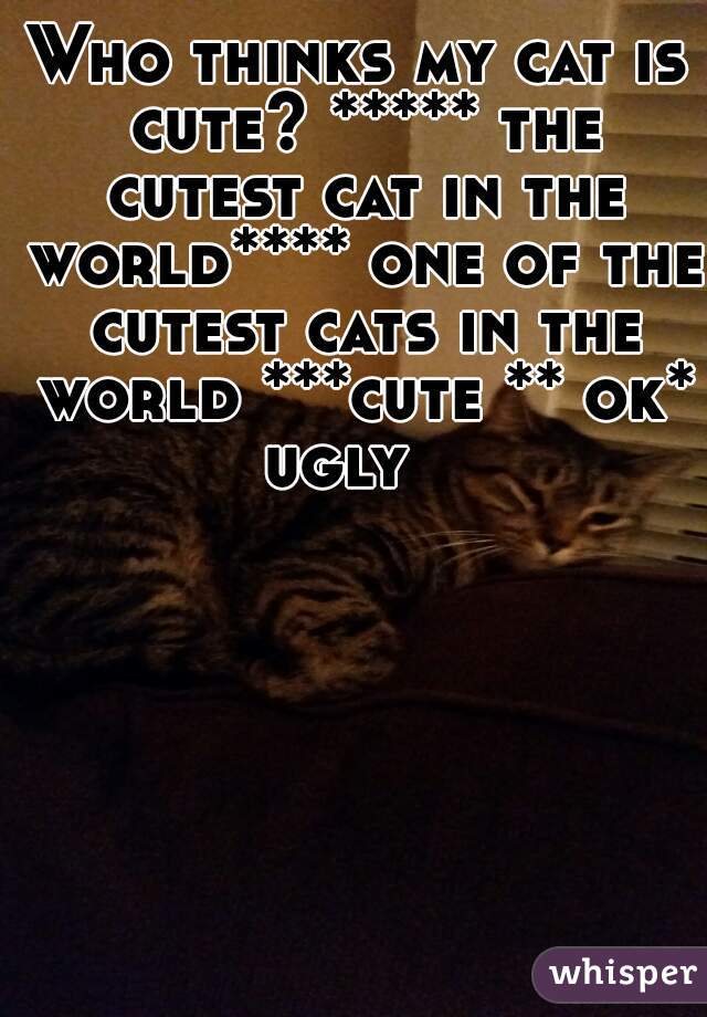 Who thinks my cat is cute? ***** the cutest cat in the world**** one of the cutest cats in the world ***cute ** ok* ugly   