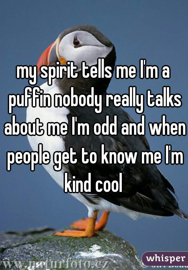 my spirit tells me I'm a puffin nobody really talks about me I'm odd and when people get to know me I'm kind cool 