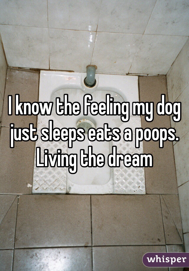 I know the feeling my dog just sleeps eats a poops. Living the dream 