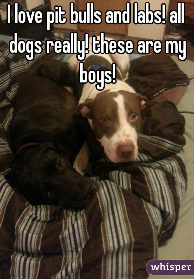 I love pit bulls and labs! all dogs really! these are my boys!