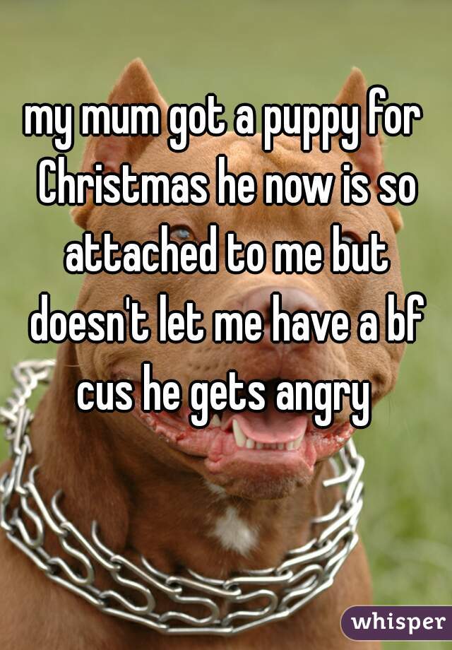 my mum got a puppy for Christmas he now is so attached to me but doesn't let me have a bf cus he gets angry 