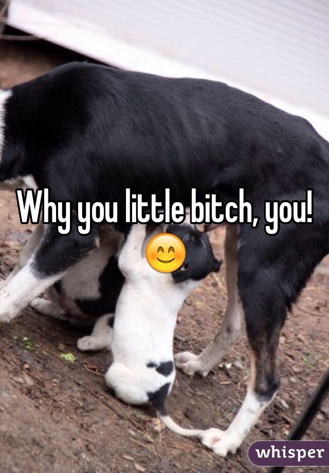 Why you little bitch, you! 
😊