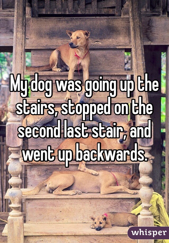 My dog was going up the stairs, stopped on the second last stair, and went up backwards.