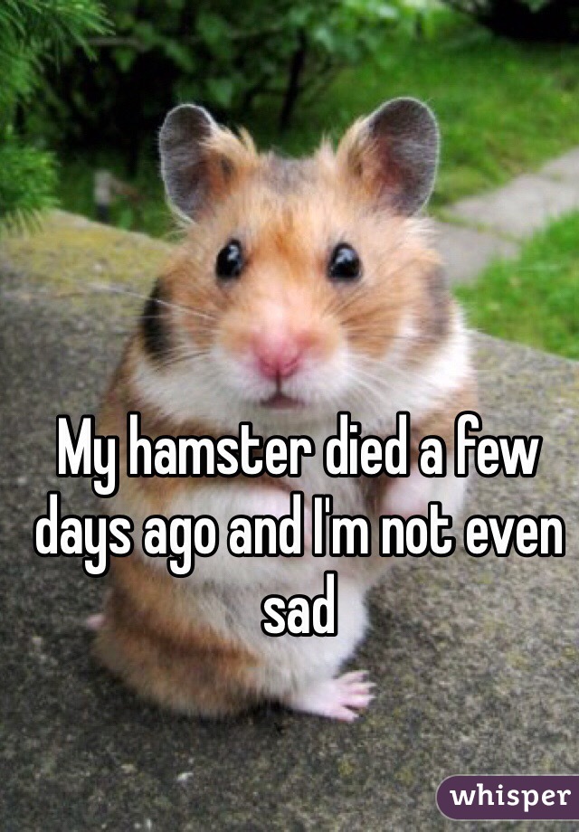 My hamster died a few days ago and I'm not even sad