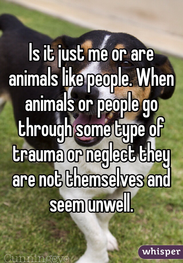 Is it just me or are animals like people. When animals or people go through some type of trauma or neglect they are not themselves and seem unwell.  