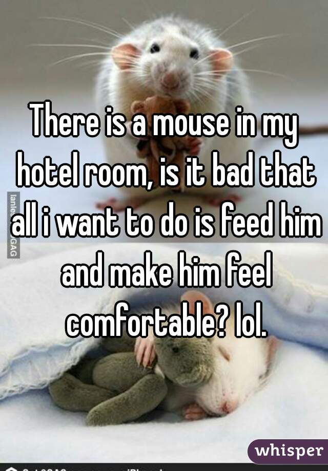 There is a mouse in my hotel room, is it bad that all i want to do is feed him and make him feel comfortable? lol.