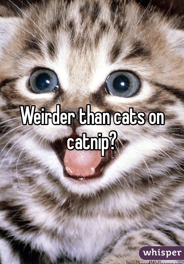 Weirder than cats on catnip?